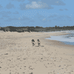 Vigsø Rallejer Hundestrand Vigsø Rallejer