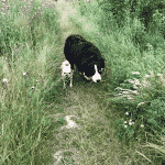 Skævinge Skov Hundehegn