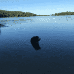 Bagsværd Sø Hundeskov