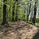 Rungsted Hegn hundeskov