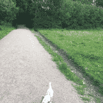 Rødskebølle Hundeskov Rødskebølle Hundeskov ved Svendborg