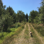 Sjørup Plantage Hundeskov
