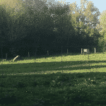 Gadstrup hundelegeplads Gadstrup hundelegeplads