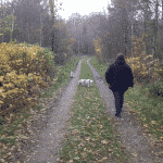 Kiskelund Plantage Kiskelund Plantage Hundeskov