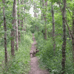 Hund i Hyrdehøj Skov - Hundeskov