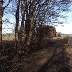 Skullerodsholm (Nørre Lyndelse) Hundeskov