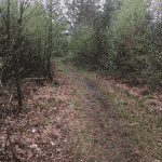 Renbæk Plantage hundeskov
