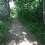 Årslev Skov Årslev Skov ved Brabrand / Århus