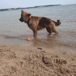 Bahamas Hunde på stranden