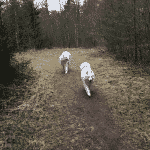 Ål Plantage (Oksbøl Hundeskov) Ål Plantage (Oksbøl Hundeskov)