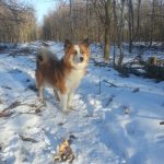 Aars Skov Aars Skov (hundeskov)