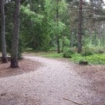 Gammel Ry Hundeskov Kallehave Skov (hundeskov) ved Ry