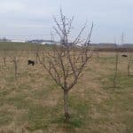 Frugtlundene Hundeskov Frugtlundene Hundeskov ved Ringsted