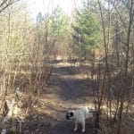Frodeslund Plantage (Sdr. by Plantage) Frodeslund Plantage (Sdr. by Plantage) Hundeskov