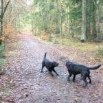 Femhøjsande Plantage – Rinkøbing Hundeskov Femhøjsande Plantage Hundeskov ved Ringkøbing
