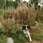 Hundeindhegning ved Hareløkkerne på Bornholm