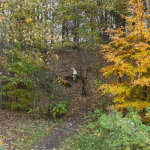 Hvinningdal Skov Hvinningdal Skov (hundeskov) ved Silkeborg