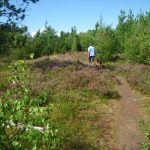 Fanø Plantage Hundeskov Fanø Plantage Hundeskov