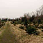 Rønhede Plantage Hundeskov Rønhede Plantage ved Bedsted på Thy
