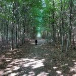 Vorbasse Hundeskov i Jægerlund Plantage
