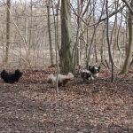 Lellinge gratis hundeskov Lellinge hundeskov