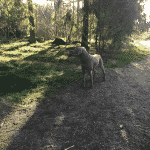 Hadsund Lilleskov Hundeskov Hadsund Lilleskov Hundeskov
