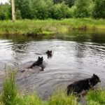 Arden Hundeskov Arden Hundeskov i Rold Skov