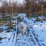Bredmose Hundeskov Bredmose Hundeskov