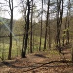Klokkekilde Skov