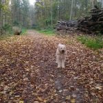 Uggeløse Skov Uggeløse Skov (hundeskov)