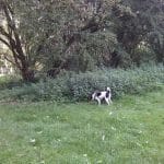 Hundefold i Hospitalsparken Hundefold i Hospitalsparken