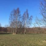 Mollerup Skov (hundeskov) Mollerup Skov (hundeskov)